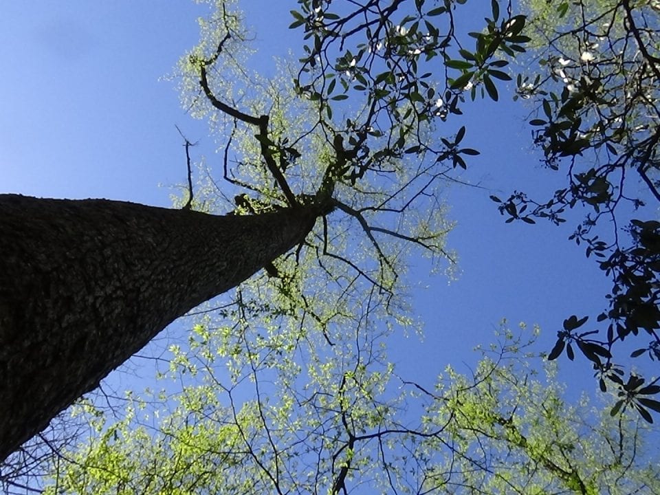 A tall old growth poplar tree outlined against a blue sky
